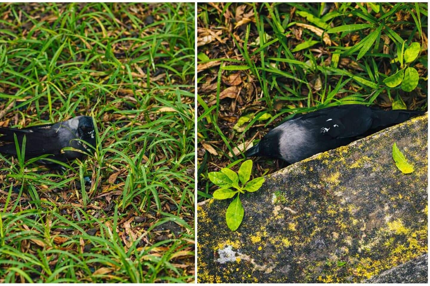 Bird flu detected in dead crows in Chennai: advisory issued 