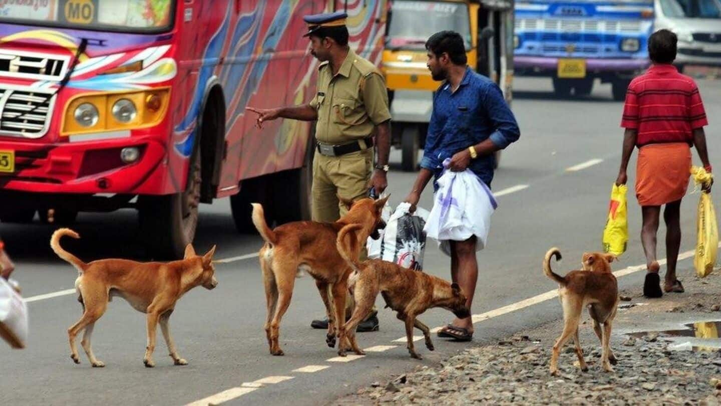 Supreme Court reserves order on pleas against stray dog relocation Supreme Court reserves order on pleas against stray dog relocation