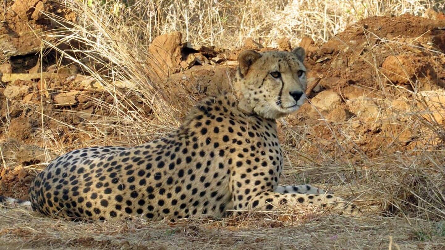 India to get more cheetahs; 8 arriving from Botswana India to get more cheetahs; 8 arriving from Botswana