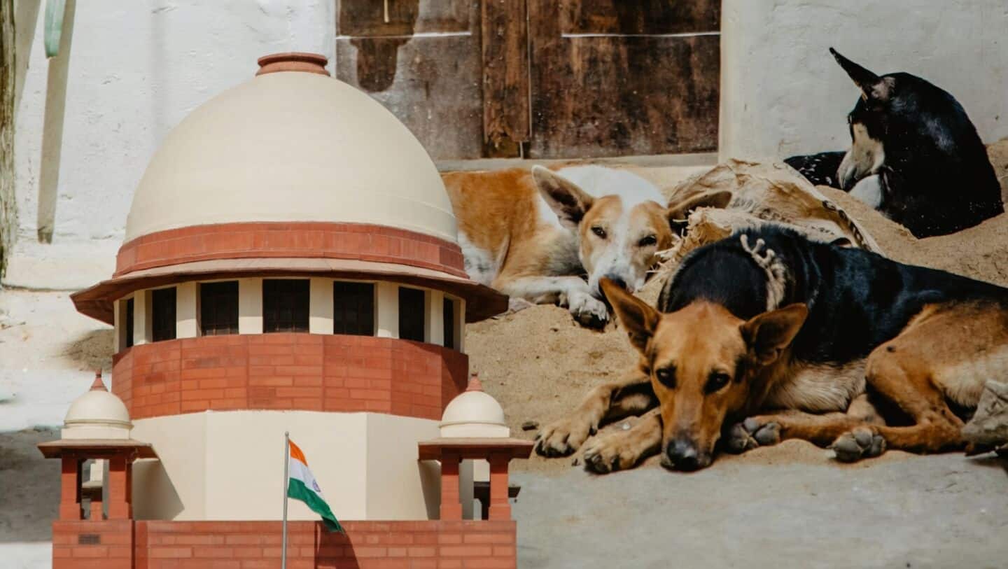 SC refuses to modify earlier directions to remove stray dogs 