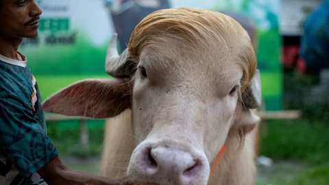 Viral 'Donald Trump' buffalo spared from Eid-al-Adha sacrifice