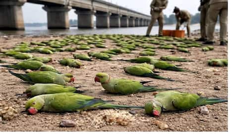 200+ parrots die on Narmada banks in Madhya Pradesh