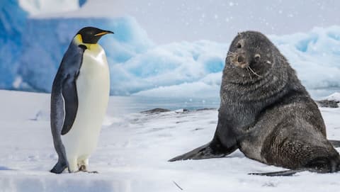 Emperor penguins, fur seals declared endangered due to climate change 