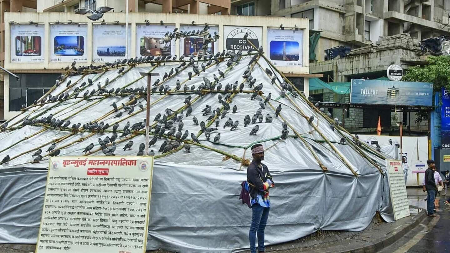Mumbai pigeon feeding row escalates: 25-30 protesters detained 