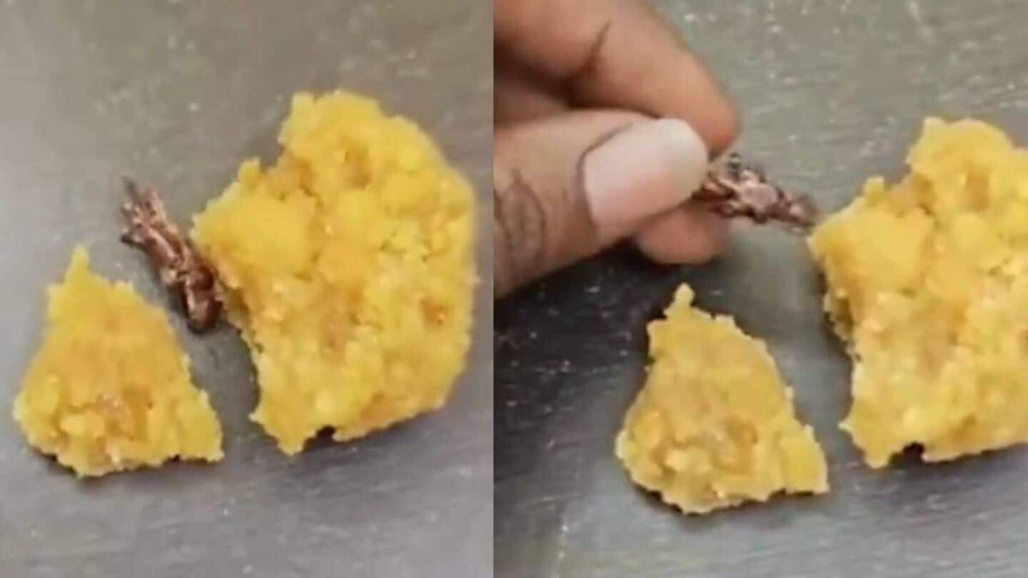 Man alleges cockroach found in Andhra Pradesh temple's prasadam Man alleges cockroach found in Andhra Pradesh temple's prasadam