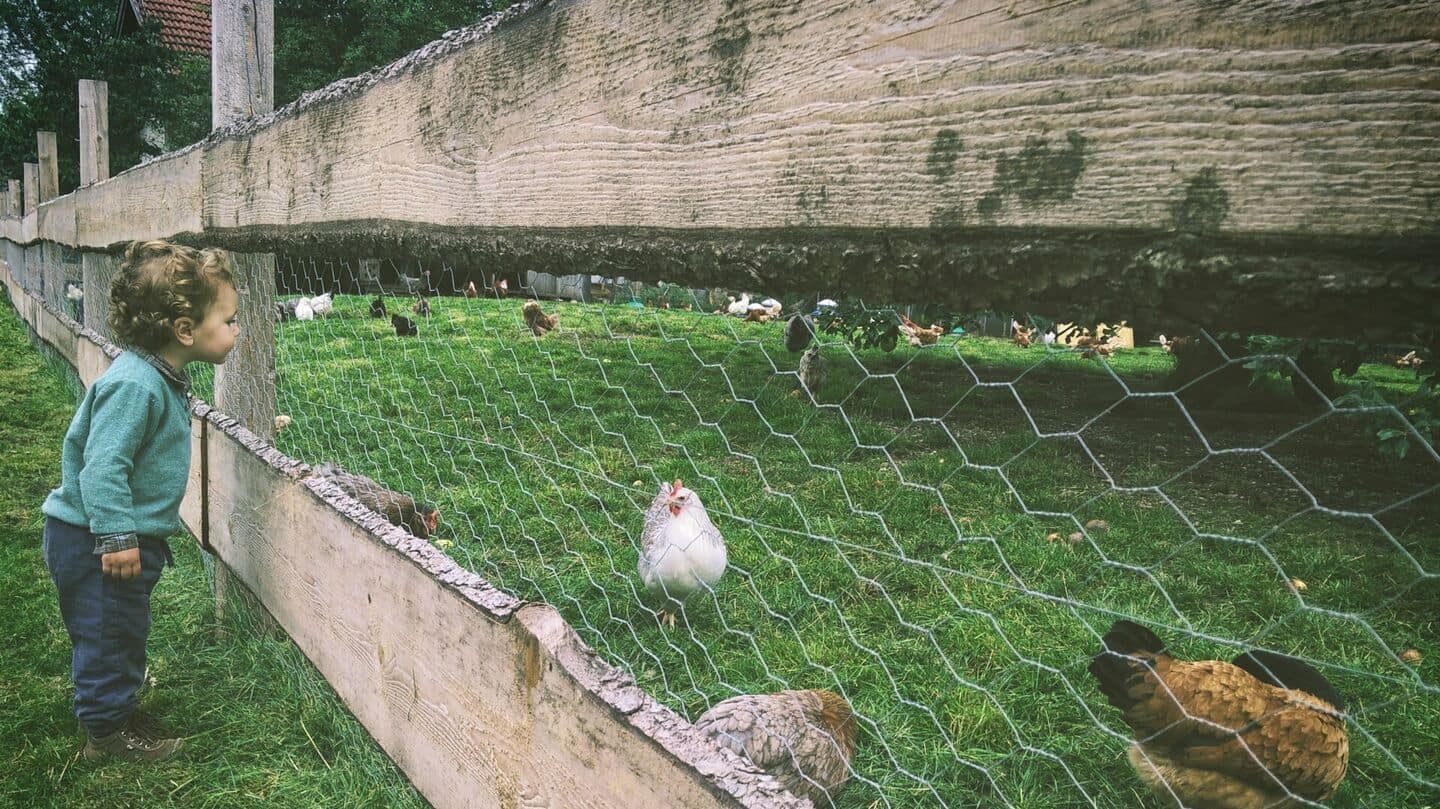 France, Belgium towns are giving away chickens for ingenious reasons