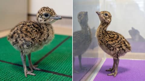 Critically endangered Bustard chick, guarded by 50 officials, feared eaten 