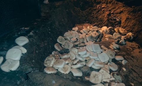 1,200kg adulterated paneer, 900kg contaminated khoya destroyed ahead of Holi 