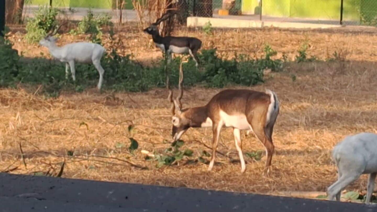 10 blackbucks die at Jamshedpur's Tata zoo; mystery infection suspected
