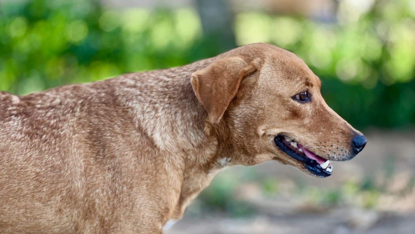 'Euthanize aggressive strays...': Key takeaways from SC's stray dog order 