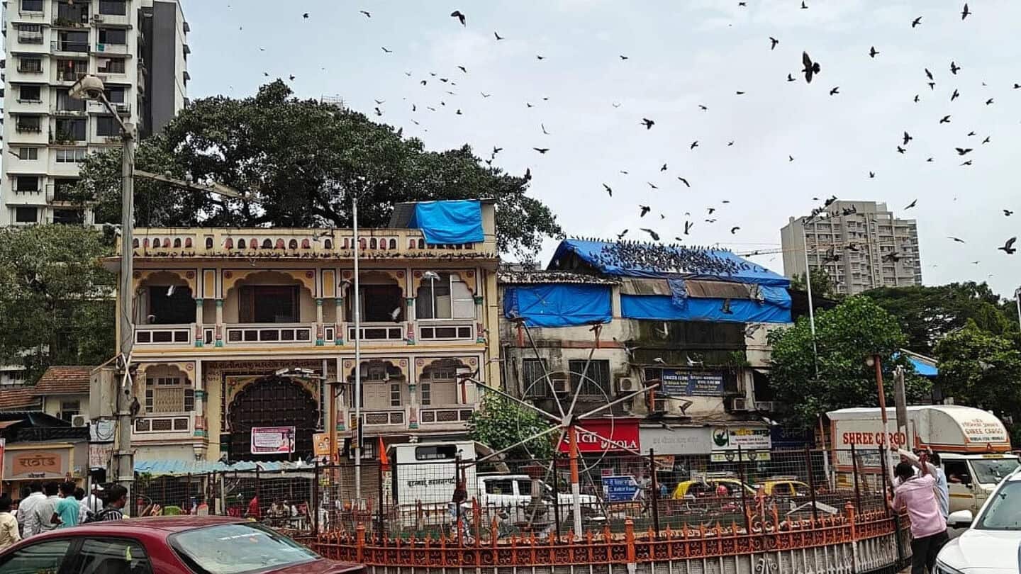 'Kabootar khanas' in Mumbai to be shut down; know why 'Kabootar khanas' in Mumbai to be shut down; know why