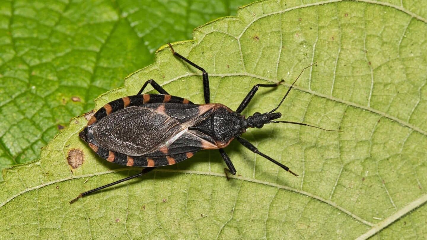 What is deadly Chagas disease, spread by 'kissing bugs' What is deadly Chagas disease, spread by 'kissing bugs'