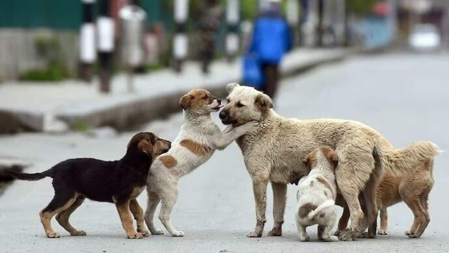 'Release after sterilization, immunization': Supreme Court modifies stray dog order