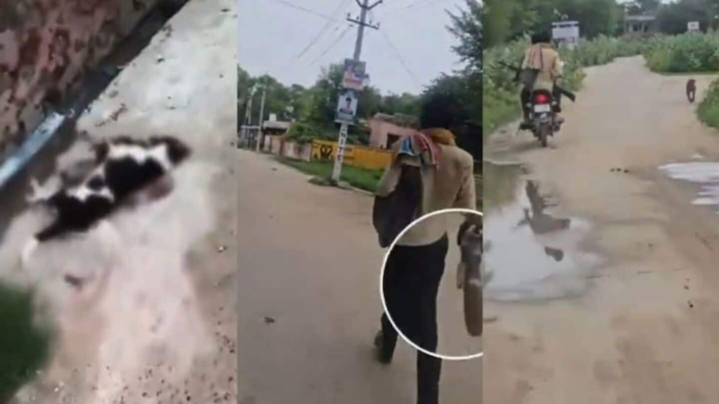 Rajasthan man chases, shoots dead 25 dogs in horrifying video Rajasthan man chases, shoots dead 25 dogs in horrifying video
