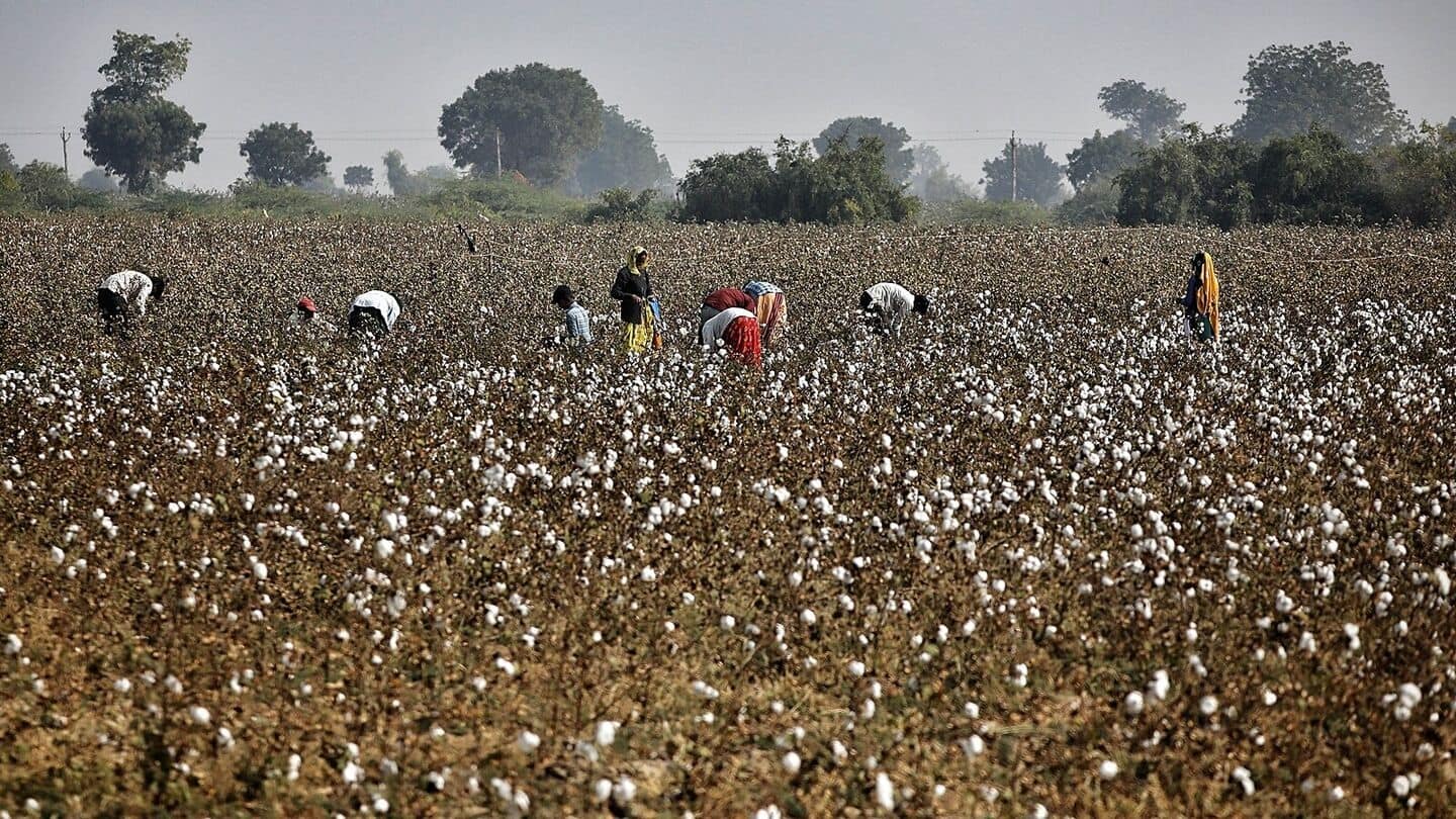 'Betraying farmers': Kejriwal criticizes Centre for removing cotton import duty 'Betraying farmers': Kejriwal criticizes Centre for removing cotton import duty