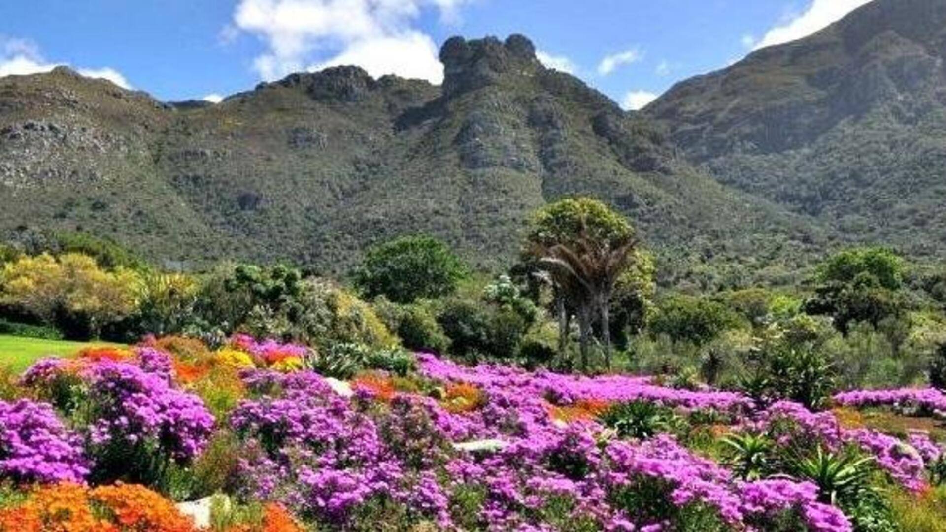 Cape Town's springtime floral wonders: A things-to-do guide