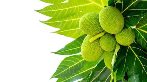 Meet jackfruit's versatile cousin: Breadfruit
