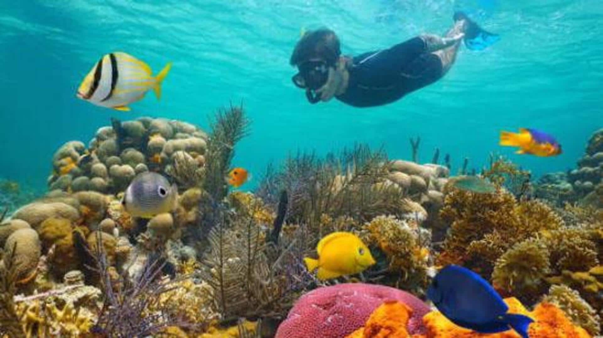 Snorkelers, head to the Galapagos for incredible marine life 