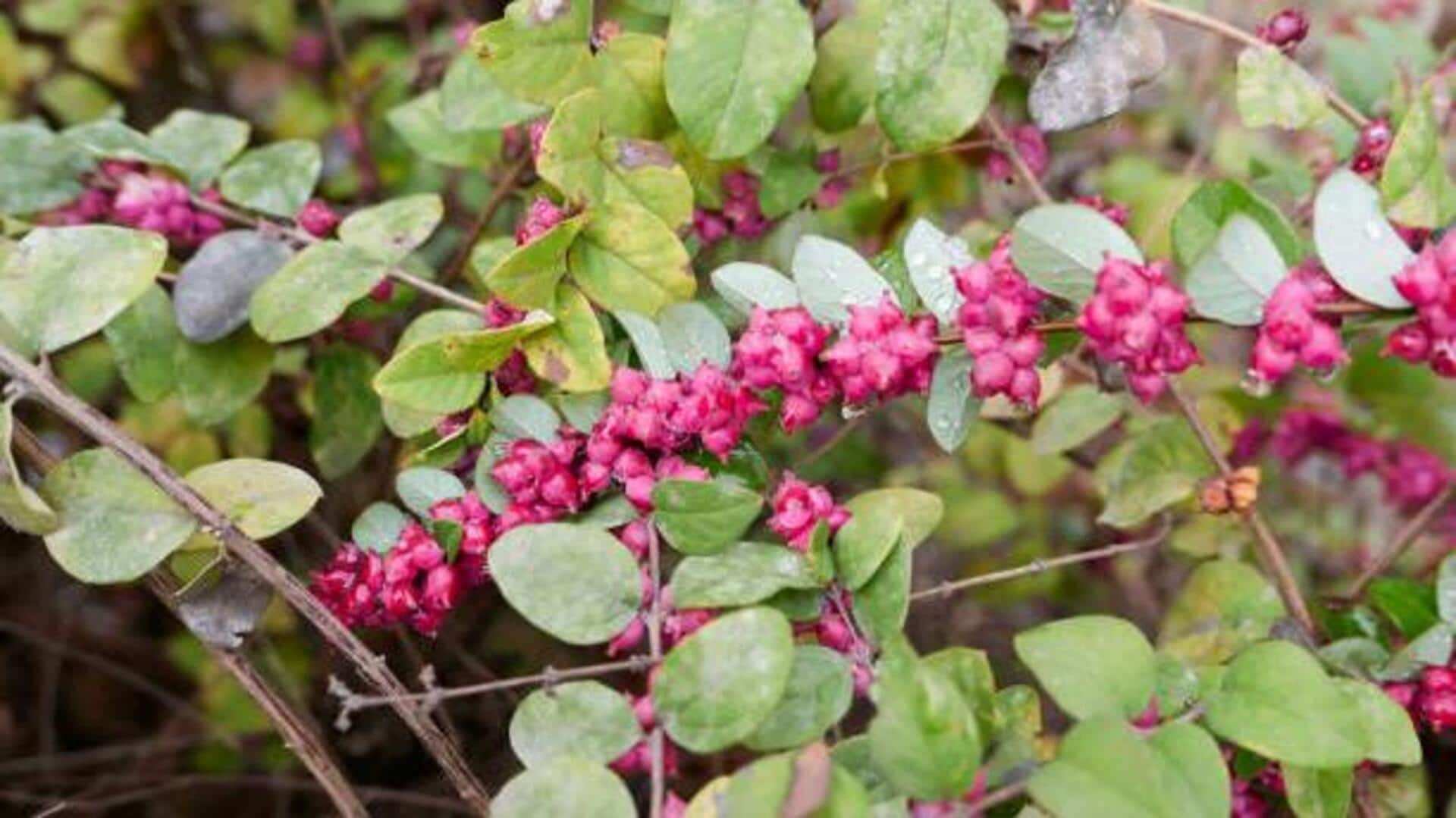 Surprising health benefits of coralberry