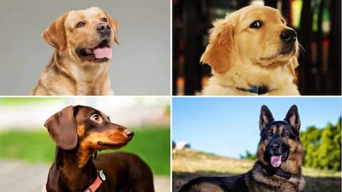 Most popular dog breeds with pet owners
