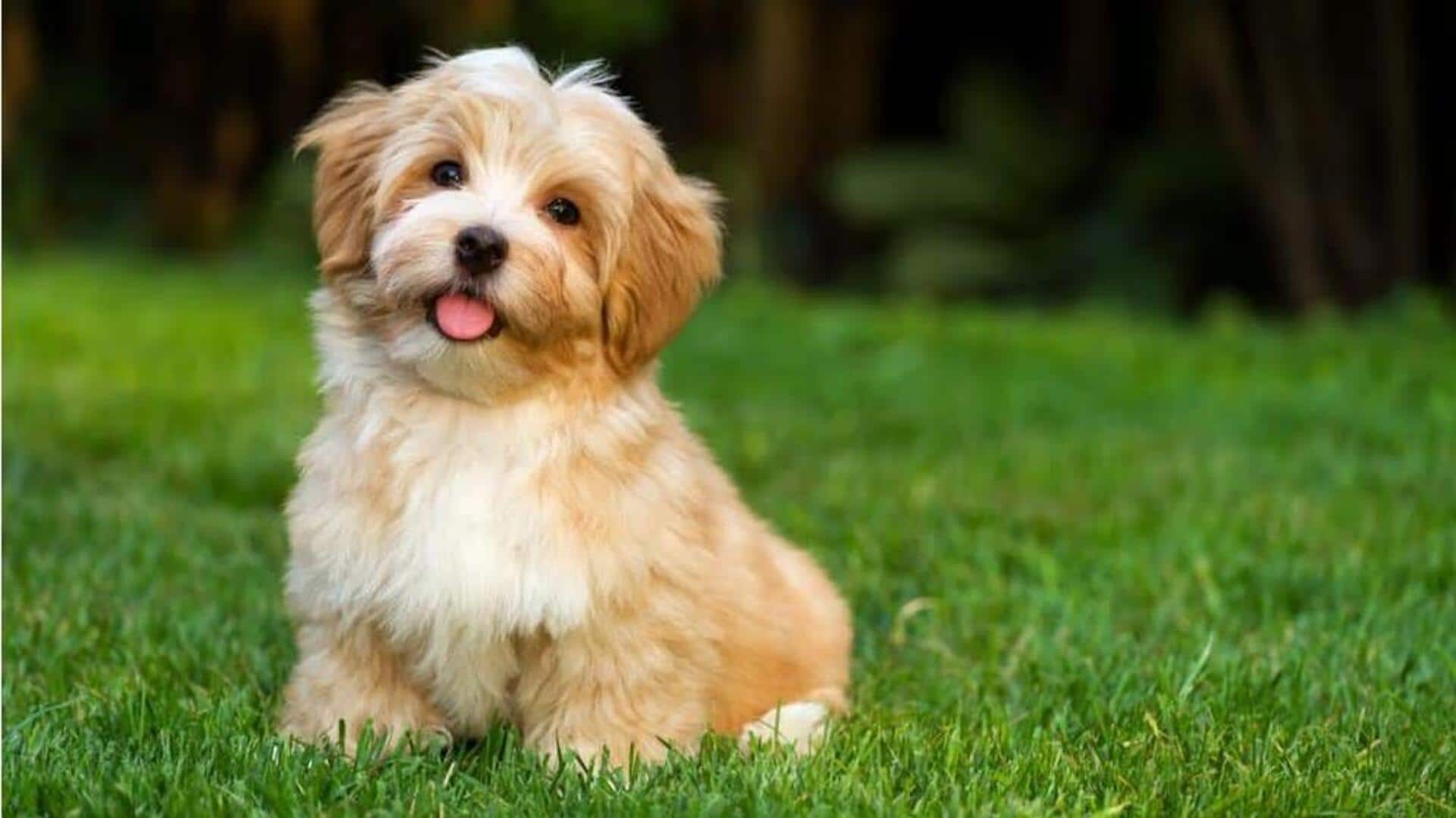 How to take care of your Havanese dog at home