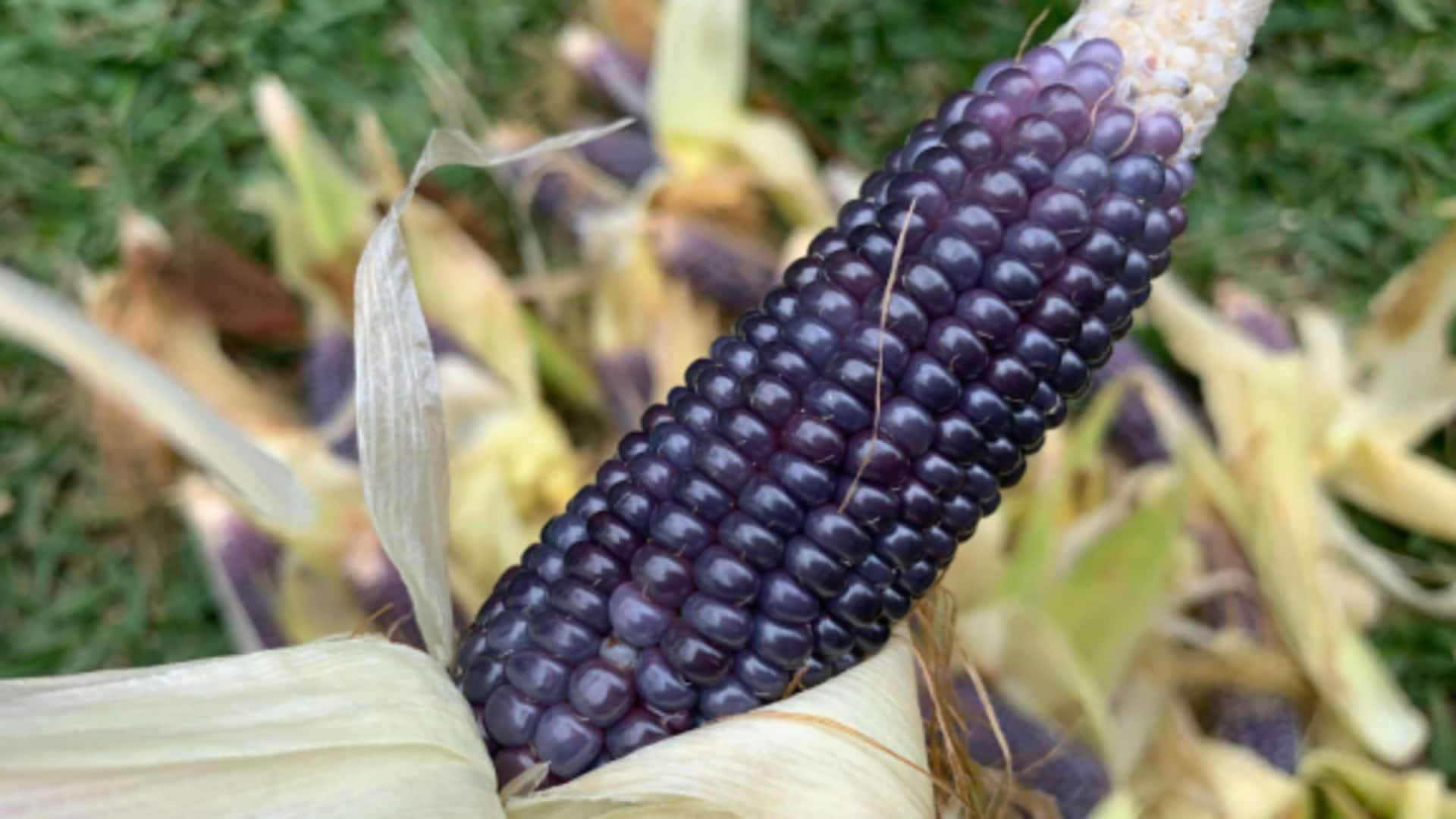 How to grow blue corn at home