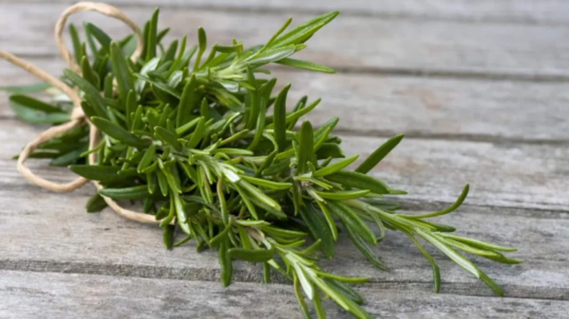 Rosemary: A fragrant herb that lifts your mood and home