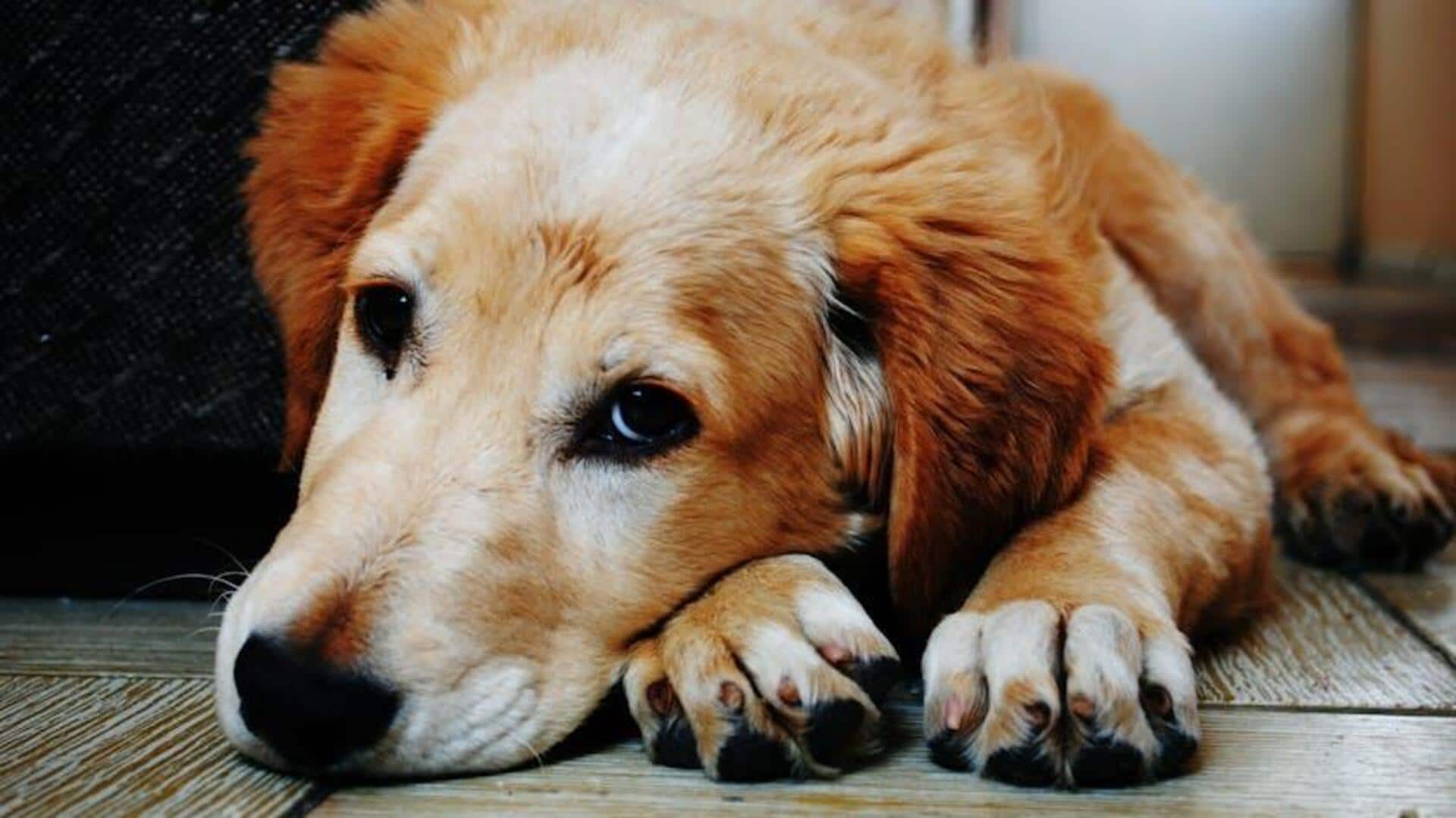 How to teach your dog non-verbal commands How to teach your dog non-verbal commands