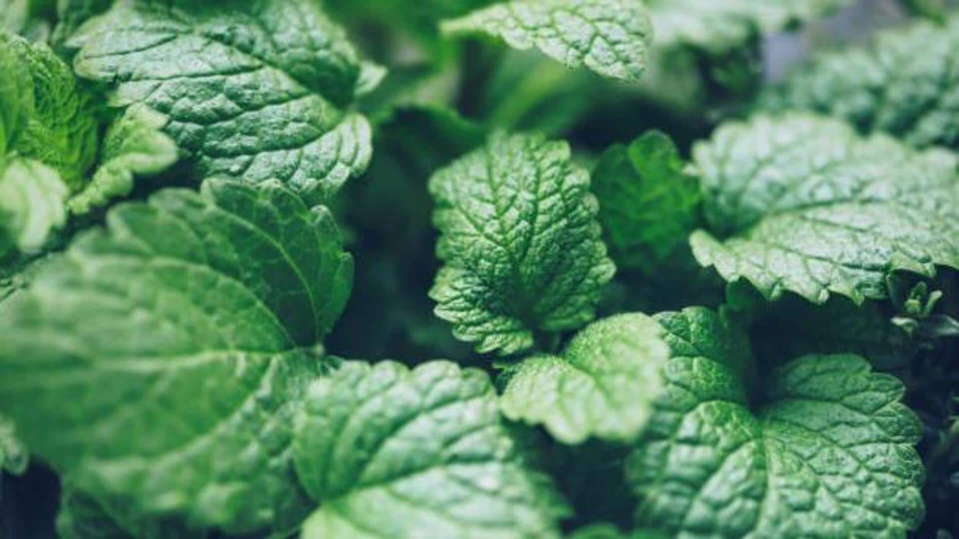 Why your skin needs lemon balm