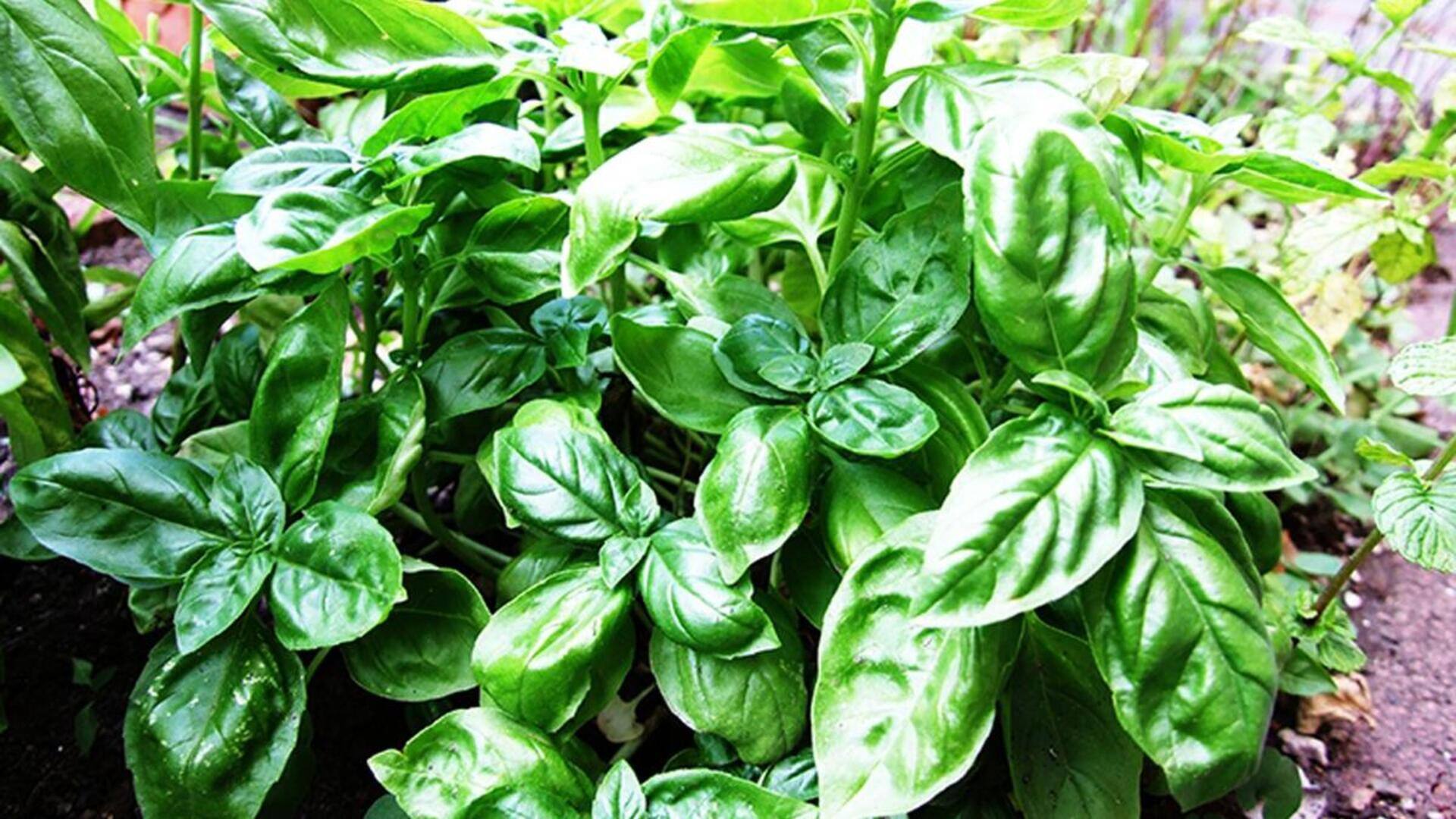 How to use basil leaves to soothe insect bites 