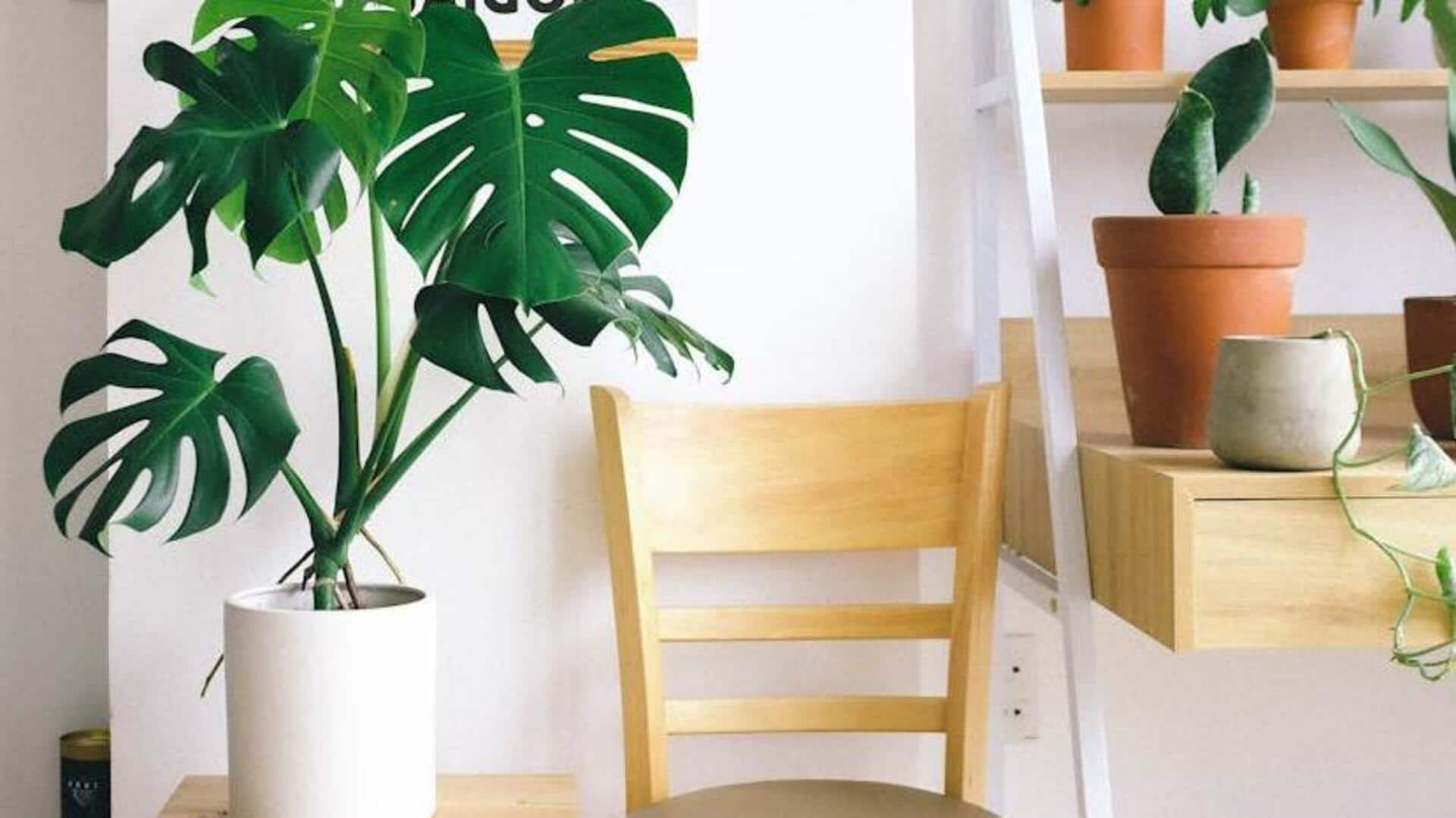 5 ways to purify air with indoor plants