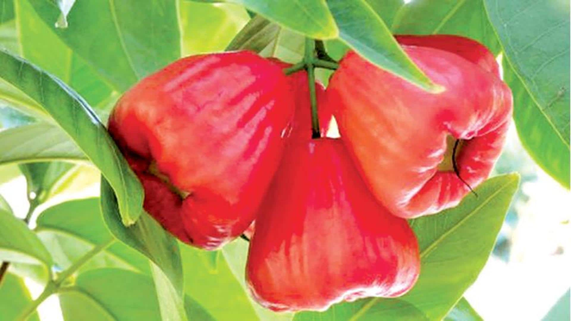 5 amazing health benefits of rose apple