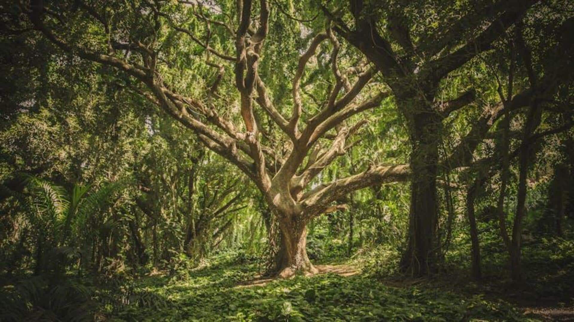 Exploring Benin's sacred forests on bicycle