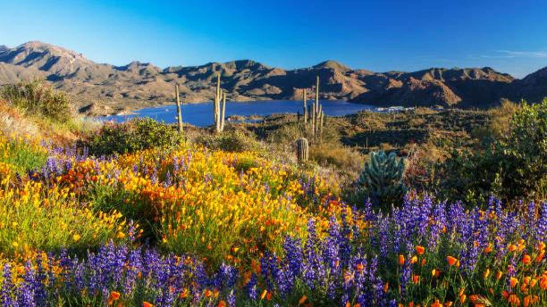 Desert hikes: How to spot unique flowers on your trek Desert hikes: How to spot unique flowers on your trek