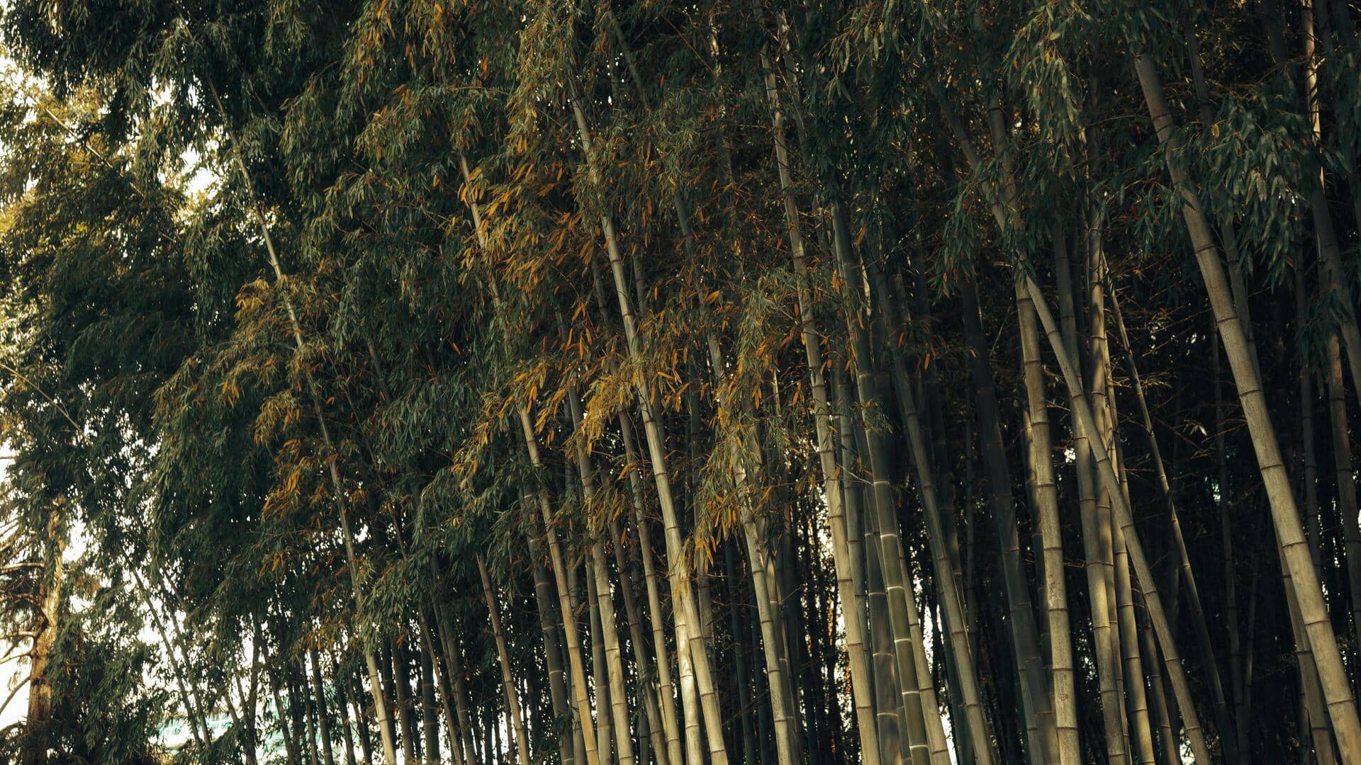 The fascinating journey of bamboo shoots through history