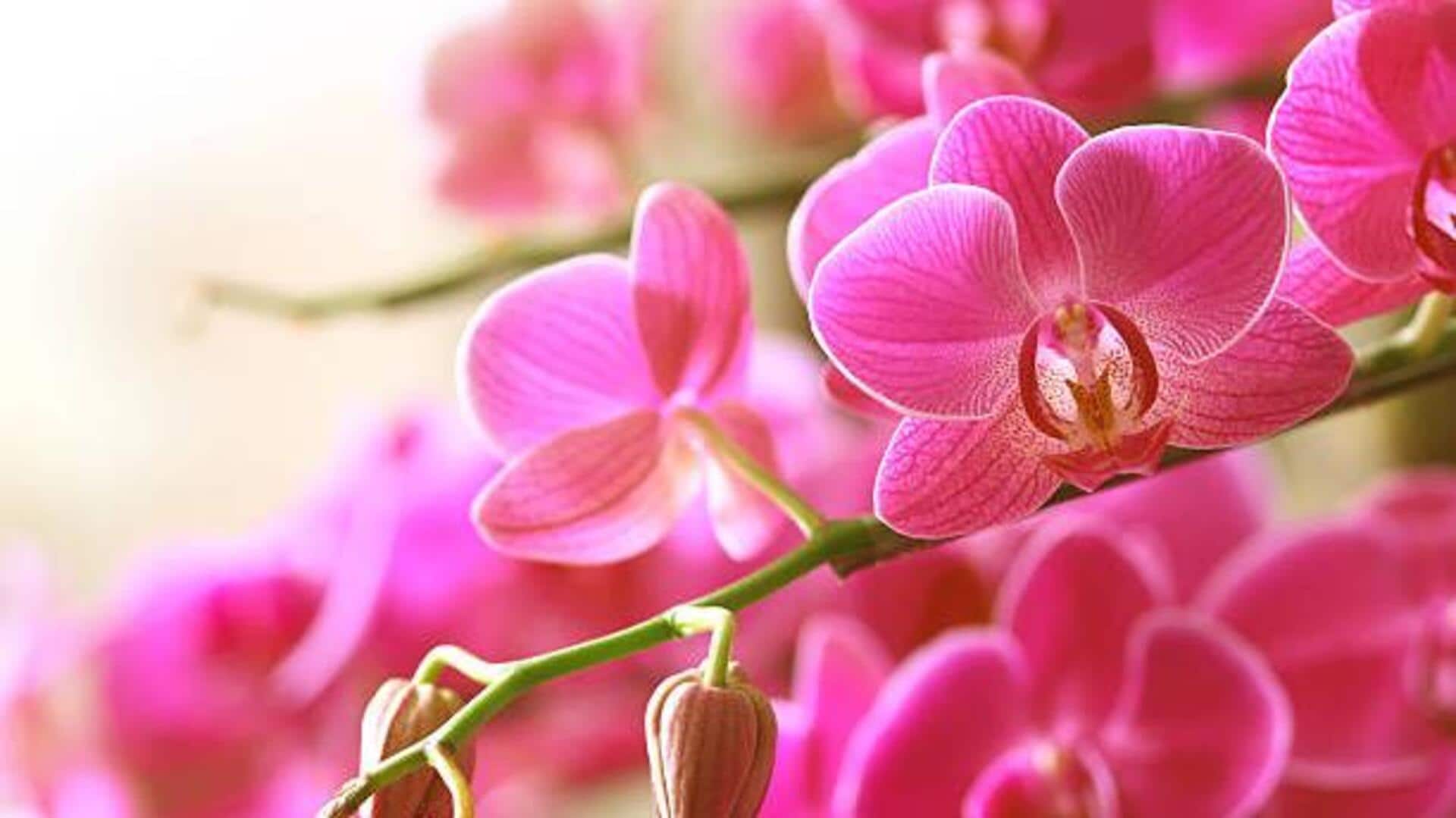 How to grow orchids at home How to grow orchids at home
