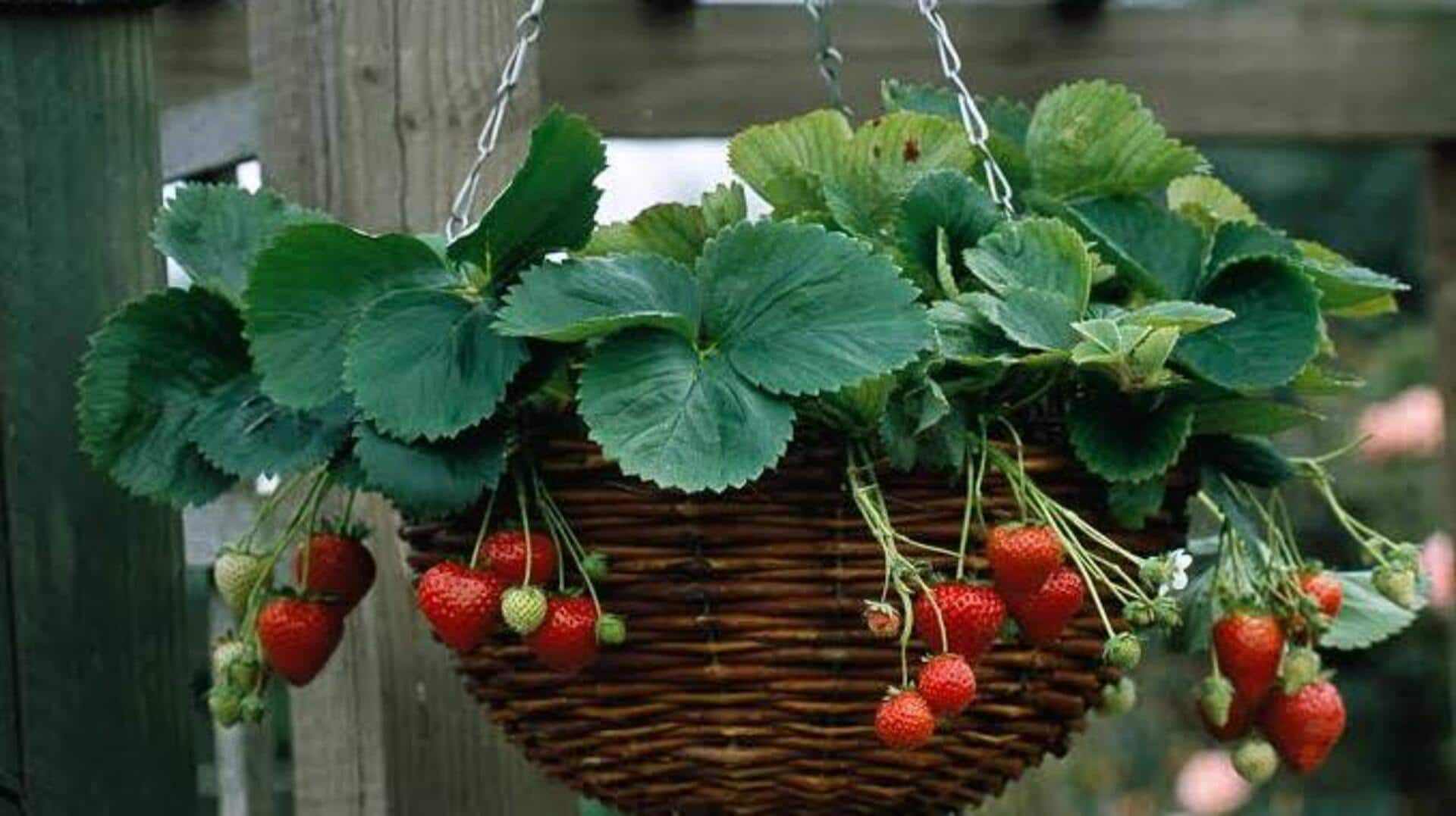 How to grow strawberries in hanging baskets
