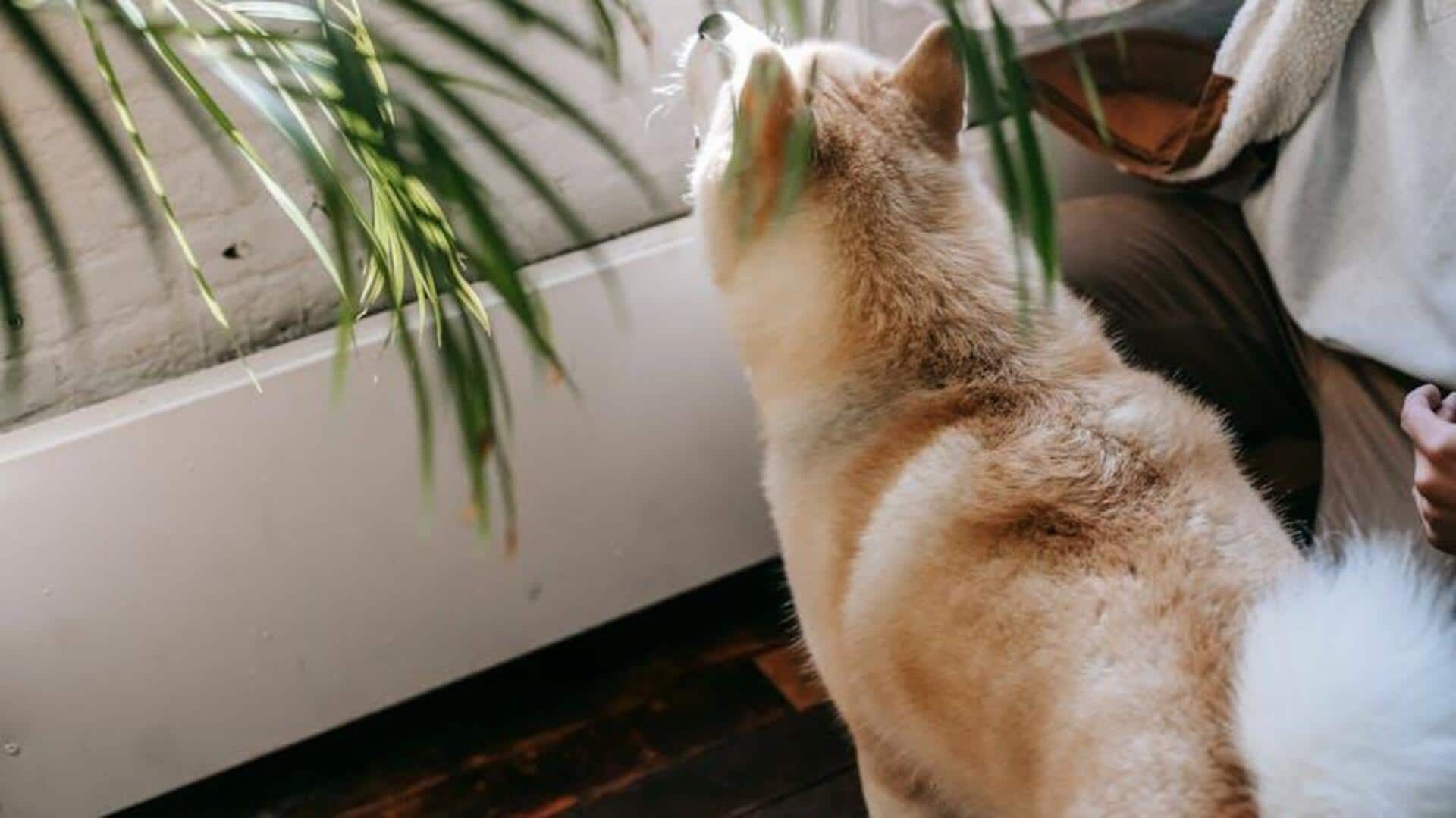 5 pet-safe houseplants for a dog-friendly home