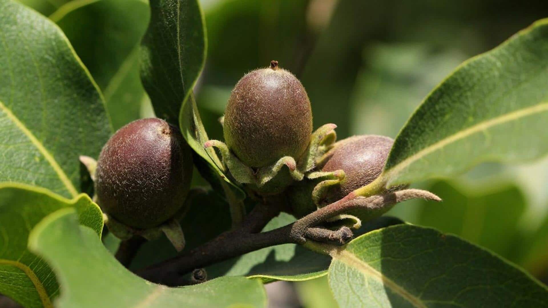 Jackalberry: A superfood you need to try