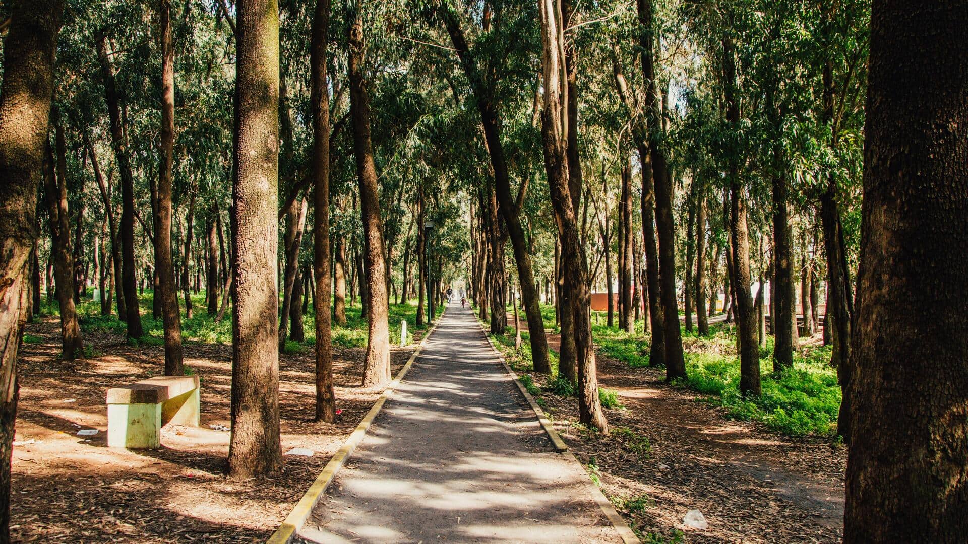 Step-by-step guide to growing eucalyptus in pots
