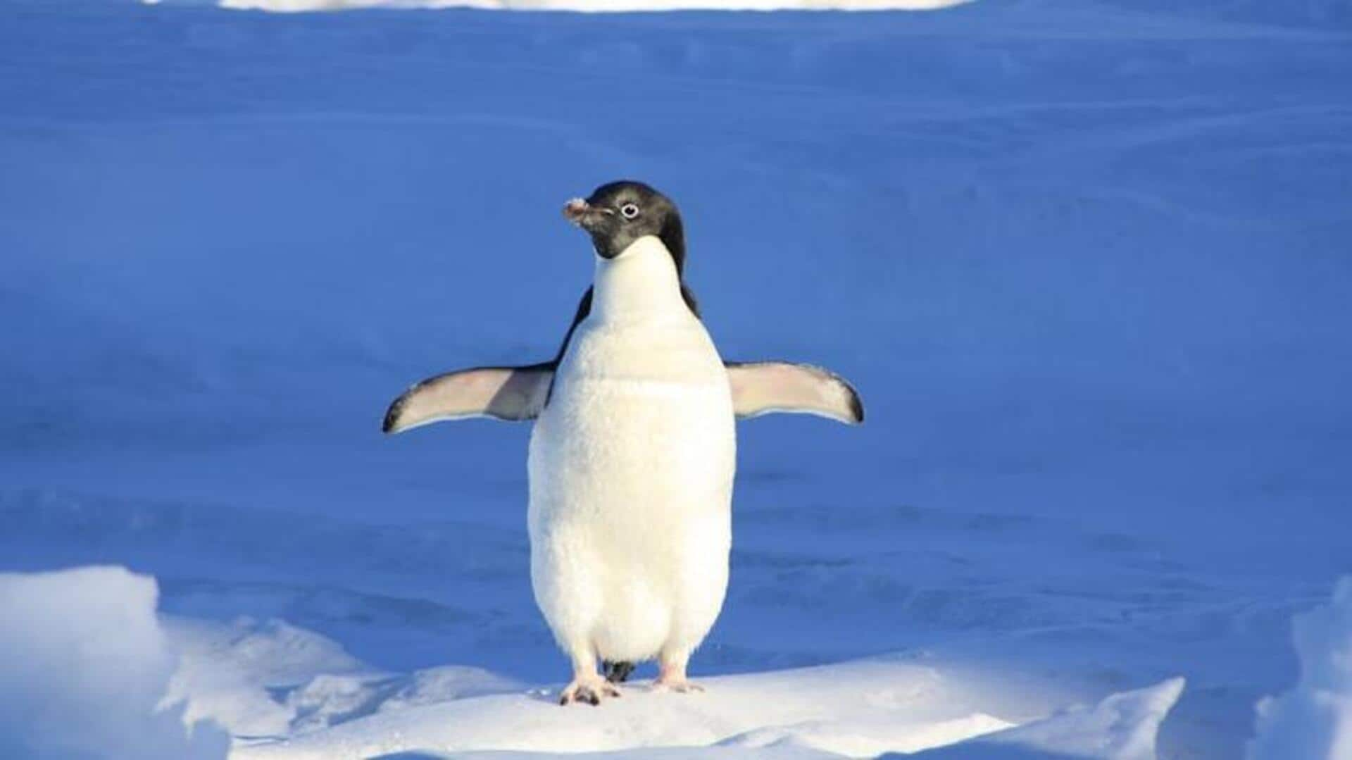 Antarctic expedition cruise: Encounter majestic Emperor penguins