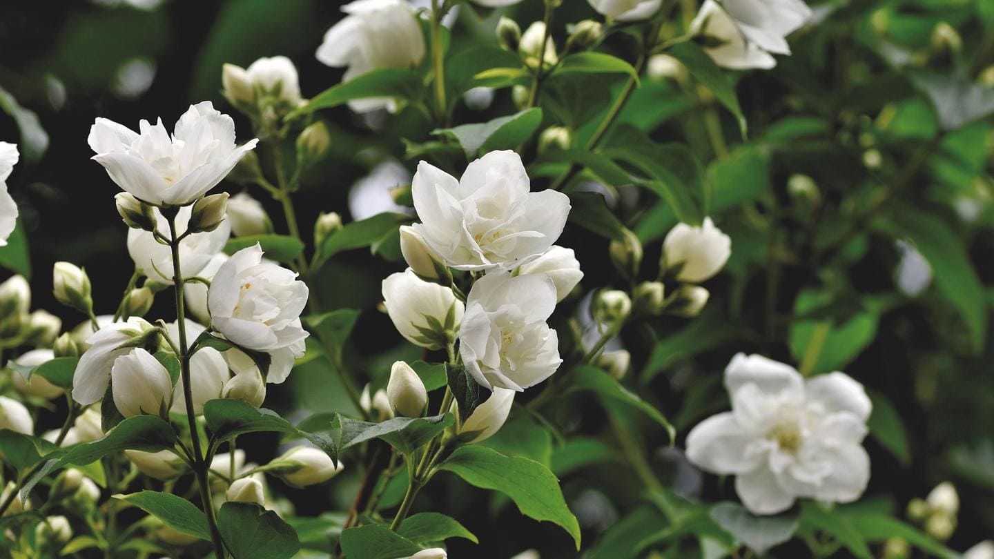 5 striking health benefits of jasmine you must know