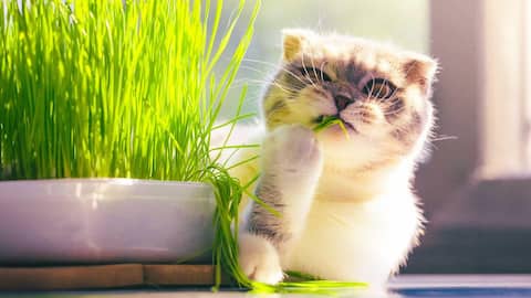 How to grow nutrient-rich cat grass
