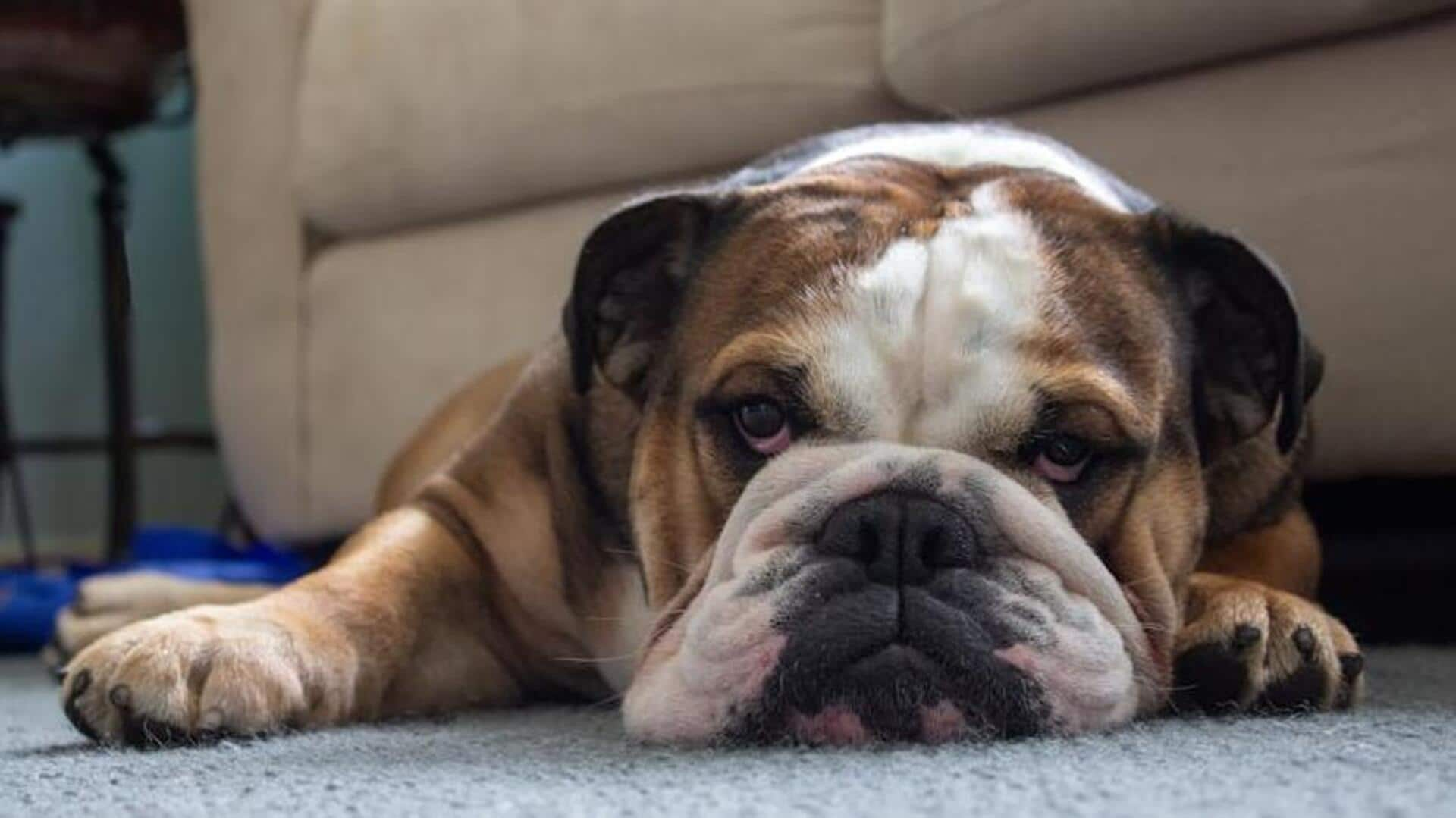 Bulldog's wrinkle care: Follow this drying routine