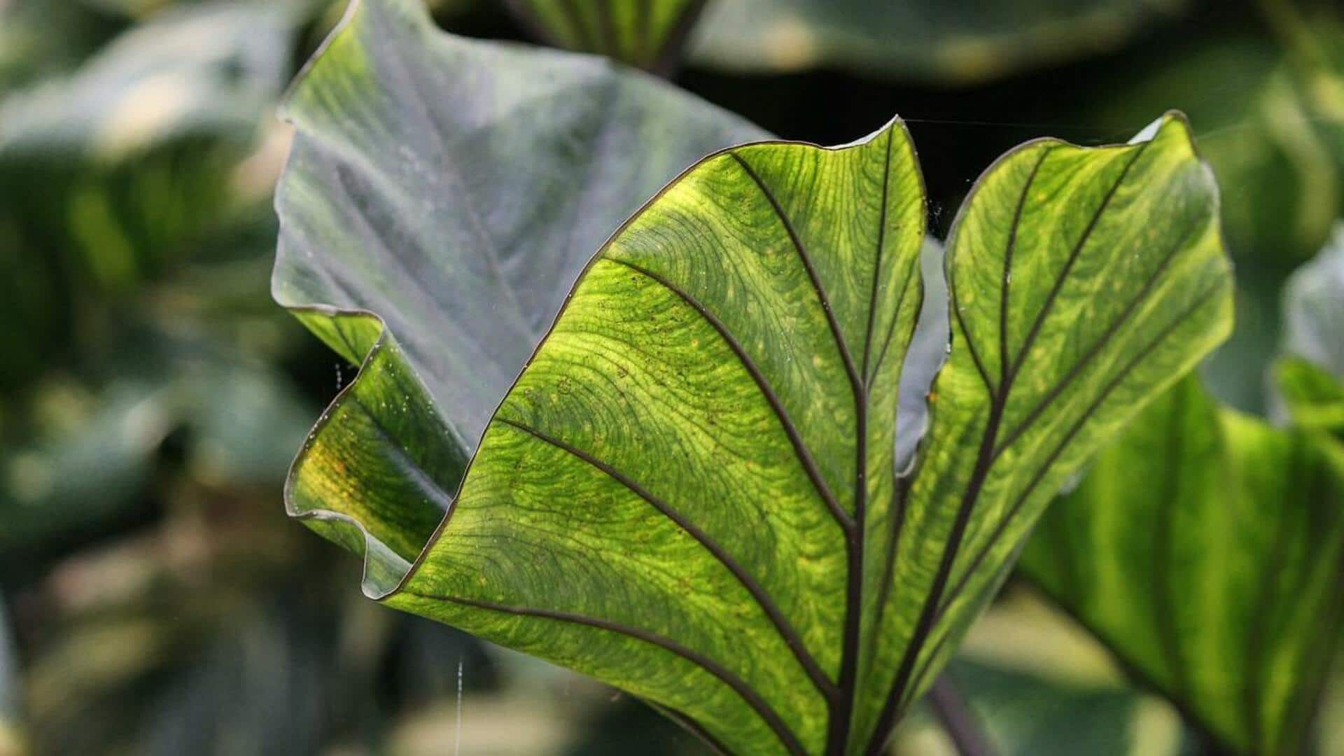 How to grow taro leaves at home