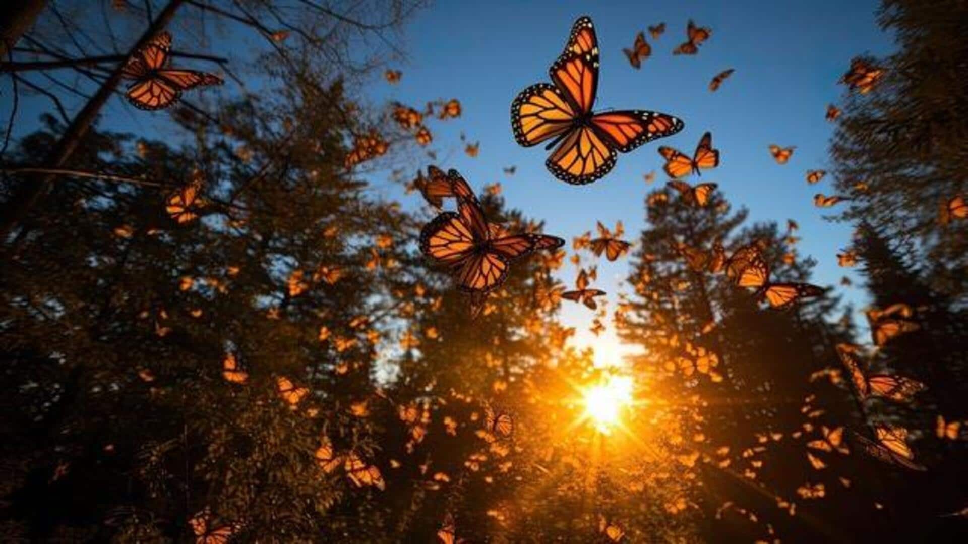 Why butterfly migrations are a must-see spectacle Why butterfly migrations are a must-see spectacle