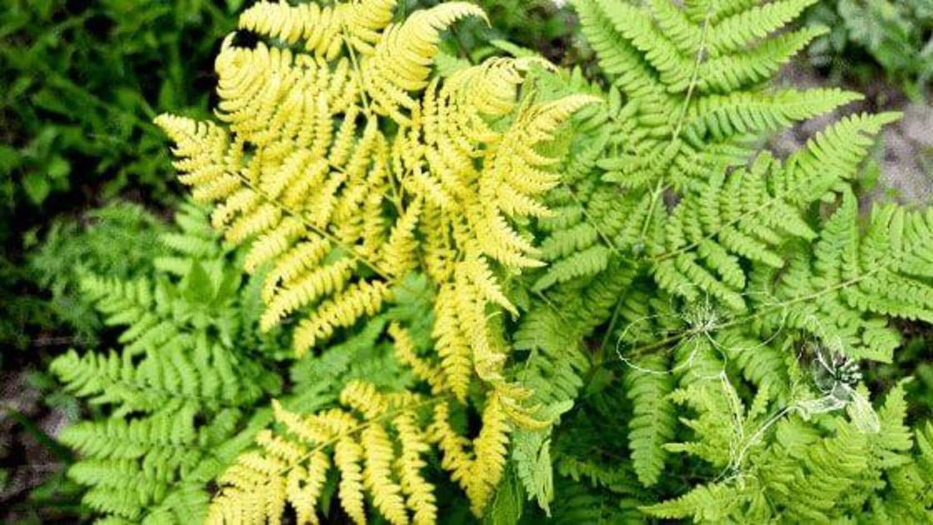 Yellow fern leaves? Here's what to do Yellow fern leaves? Here's what to do