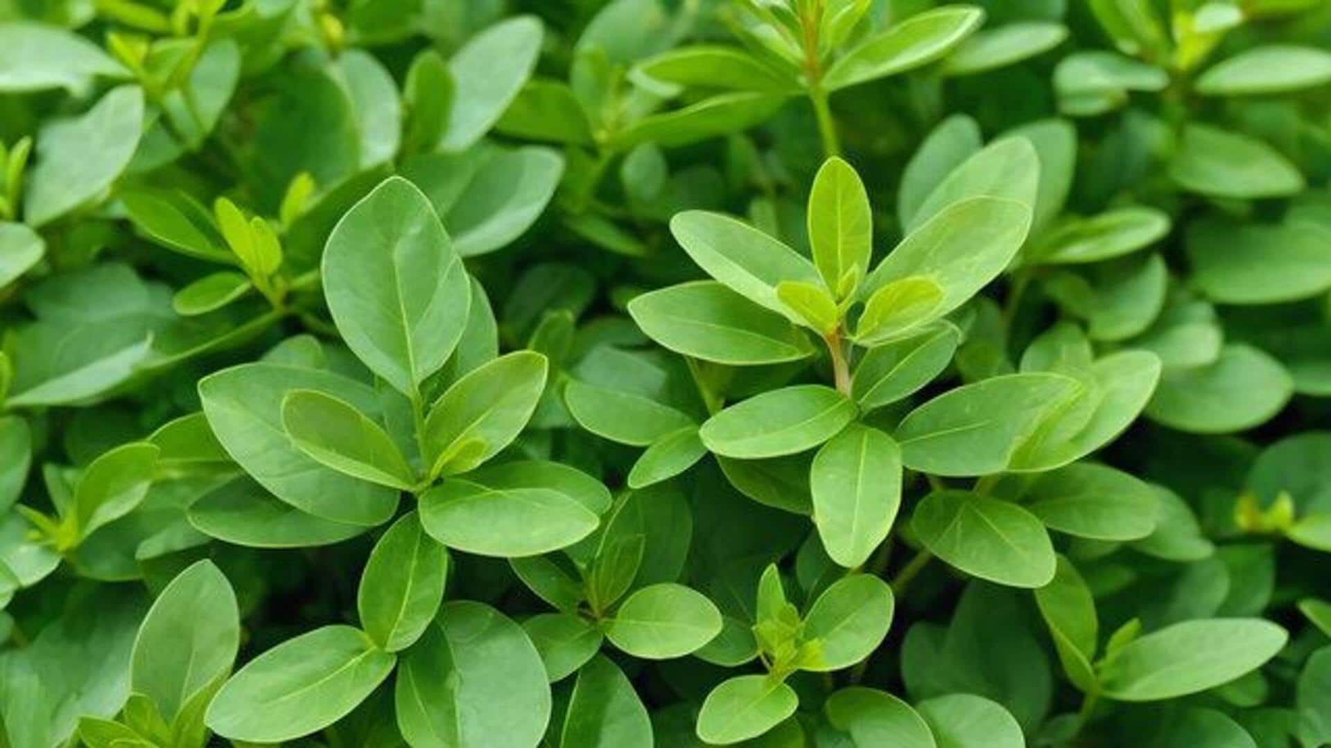 How to grow fenugreek without soil