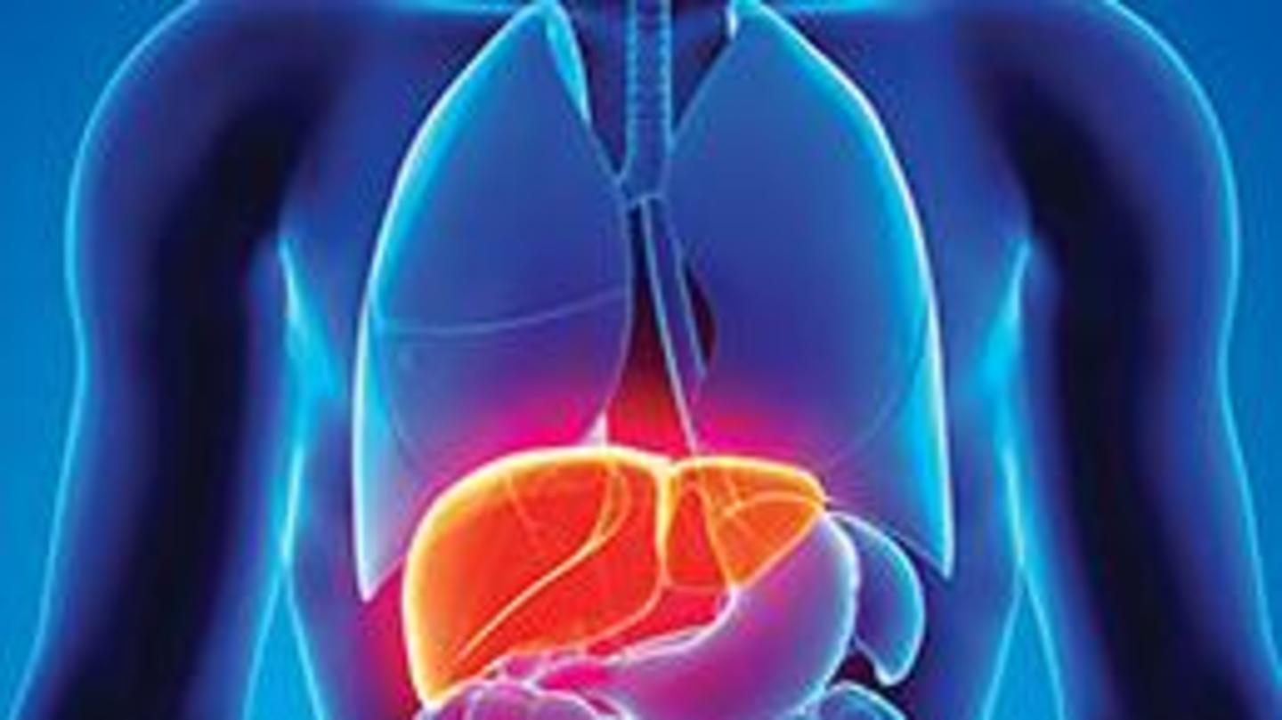 Studies suggest that Guduchi helps protect the liver Studies suggest that Guduchi helps protect the liver