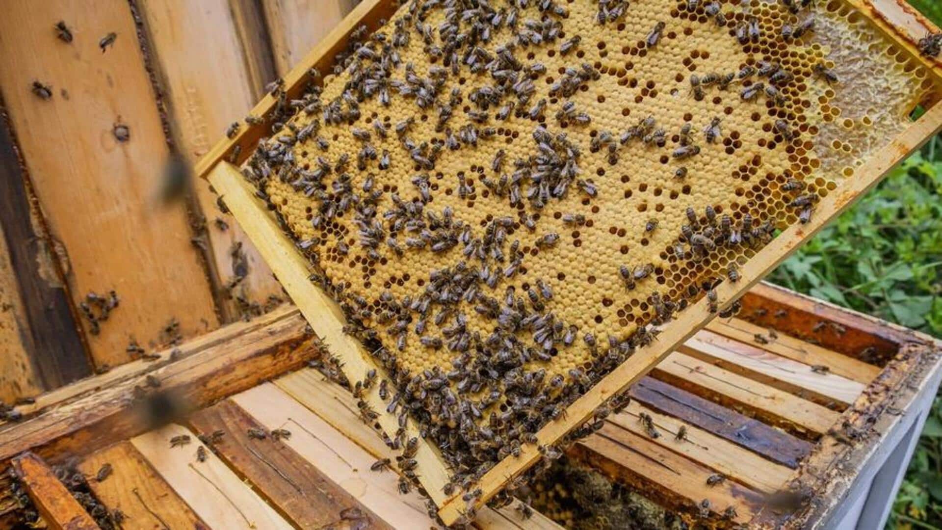 Expert reveals how beekeeping positively impacts our environment